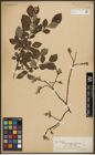 Foto von Salix aurita L.